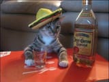 el gato del archivo mexicano