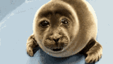 cryingseal