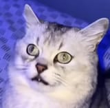 wut