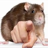 rat