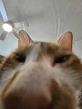 SNIFFF