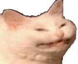 angery cat
