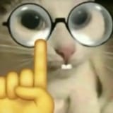 cat image 8