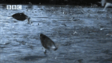 fishcraft