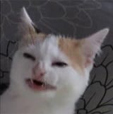 Confused cat