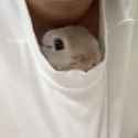bnuy shirt_thumb.jpg