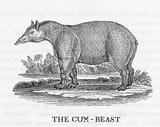 cum beast