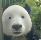 1729822446386544