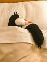 Judgement Nap
