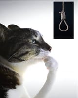 5112463_cat_rope