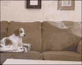 dog-bubble-813755190