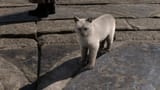 the best looking cats in a video game