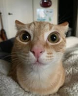 1733785185326812