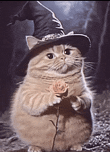 cat-wizard