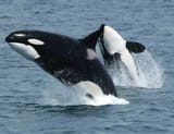 whalefuckers