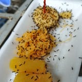 ants-covering-food-2477815507