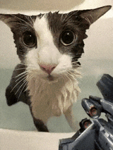 ar2-cat