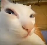 1732831822482884