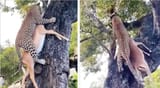 leopard_climb