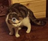 catwa-what