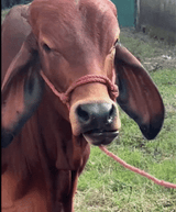 dave_the_cow_johnson