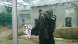 dr pavel I&#039;m zookeeper