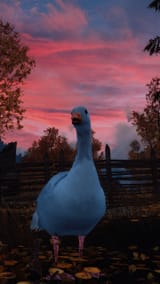 honk honk