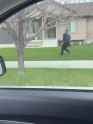 pige gets arrested (he is black)_thumb.jpg