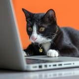 CatComputer
