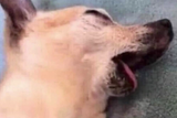 SPOILER_cjefseru-DOX.jpg