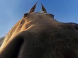 horse