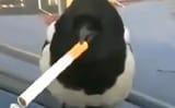 smoking-bird