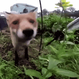 fox-sniff1