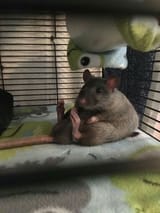 comfy ratty