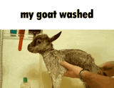 my goat wasjed