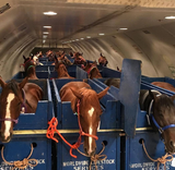 horse express
