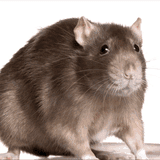 rat-thumbsup