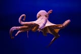 me I am an octopus with tentacles