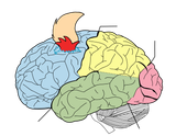 Foxbrain