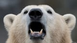 angry polar bear