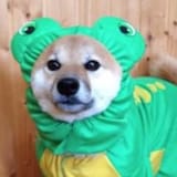 frogdog