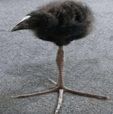 damnbird