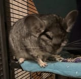 angry chinchilla