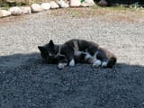 gatto