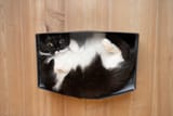 cat-box