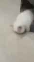 sleepy-cat_thumb.jpg