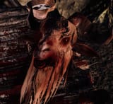 eye-of-goat