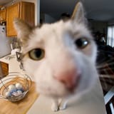 cat_closeup_09