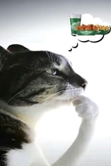 1731957120914261