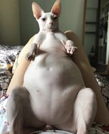 fat bitch hairless cat